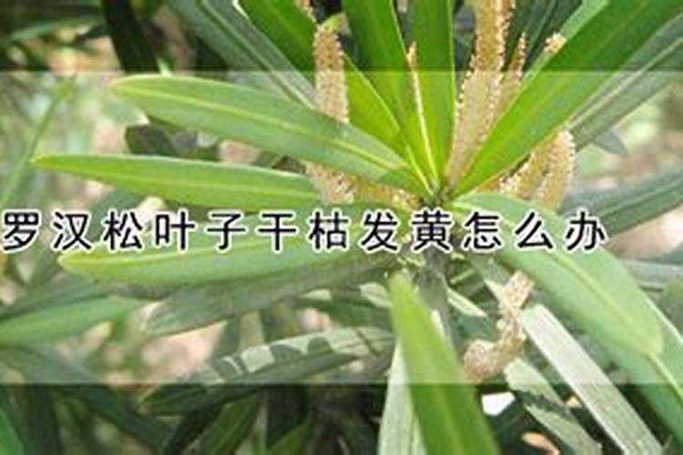 罗汉松叶子失绿干枯怎么回事