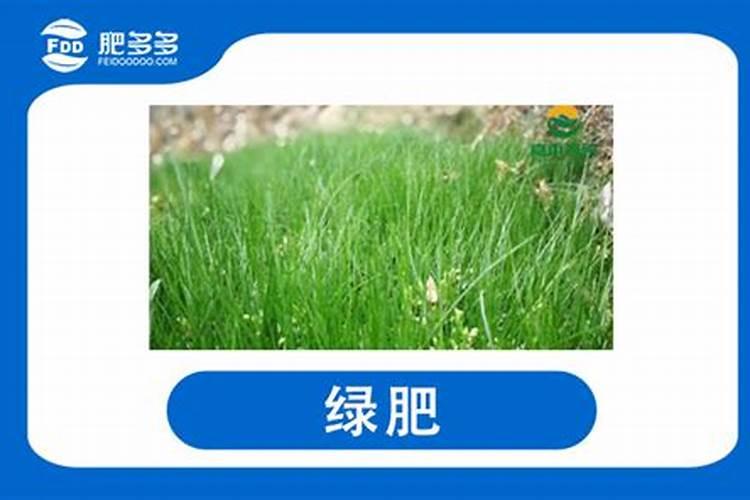水葫芦有怎样的绿肥价值？