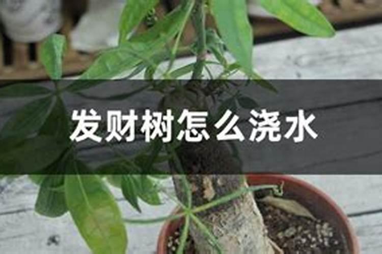 发财树浇水的正确方法 怎么给发财树浇水施肥