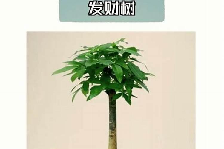 发财树怎么养护与浇水
