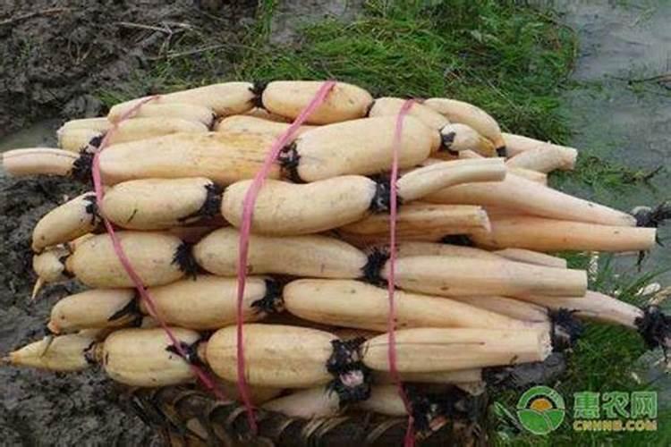 莲藕用什么肥料产量高 如何合理施肥