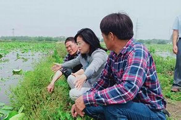 莲藕种植如何施肥使用什么肥