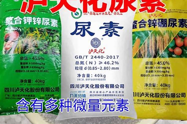 杨梅树施什么肥料最合适