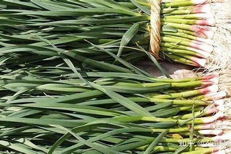 穿心莲几月份种植合适