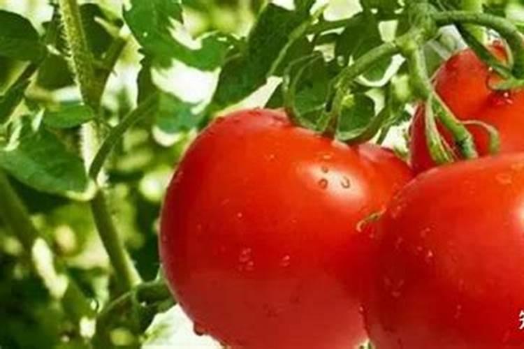 西红柿需要什么肥料