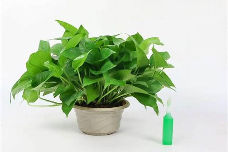 芹菜发黄能吃吗
