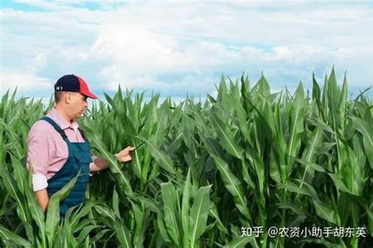 水溶肥好还是复合肥好