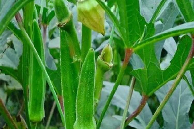 种植黄秋葵氮肥过多会怎么样