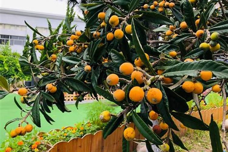 枇杷树的种植和管理和施肥