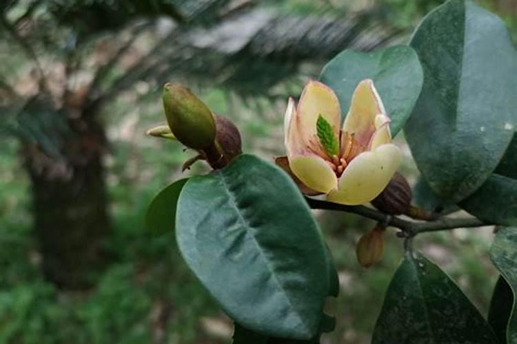 请问一下怎么养好盆栽含笑花？哪位网友晓得？