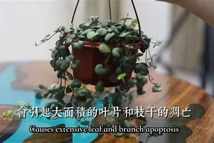 爱之蔓什么季节施肥最好 施肥多少合适