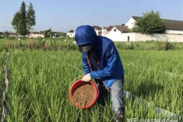 硼肥在柑橘树上的最佳使用时期