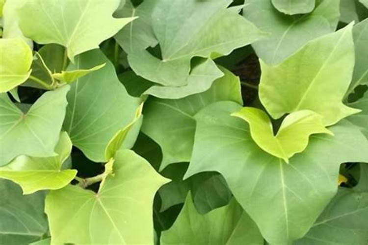 红薯生长后期巧施肥,如何施肥效果好？