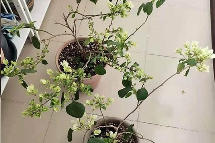 我的三角梅的花色变淡,有什么办法解决？