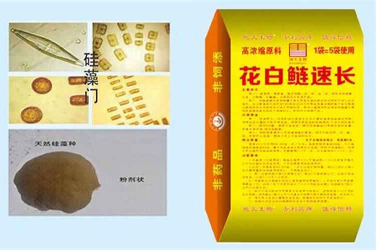 花白鲢喂养什么长得快