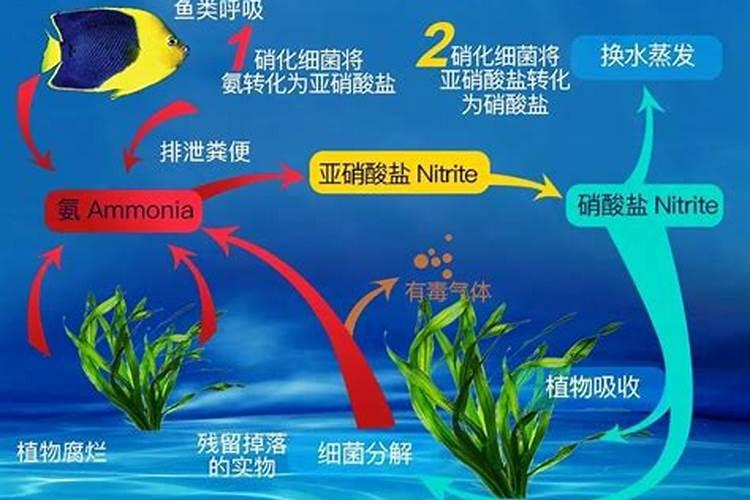 鱼缸水太肥怎么处理