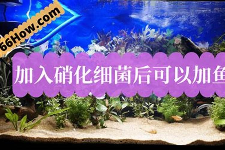 鱼池的水有白泡怎么办