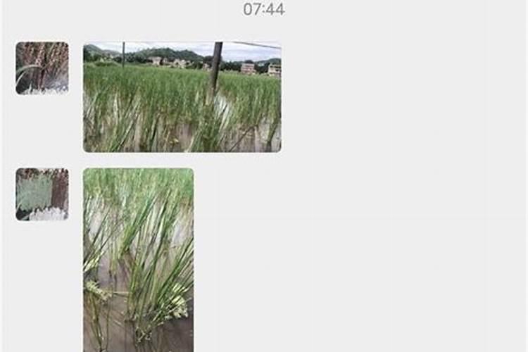马蹄病防治方法