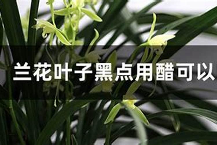 兰花可以浇醋吗,用醋水浇的正确方法