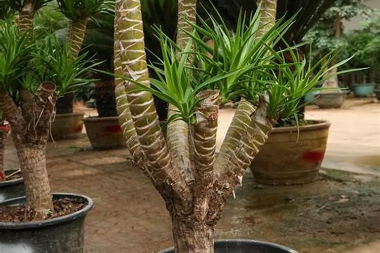 龙须夏天种植方法 龙须夏天怎么种