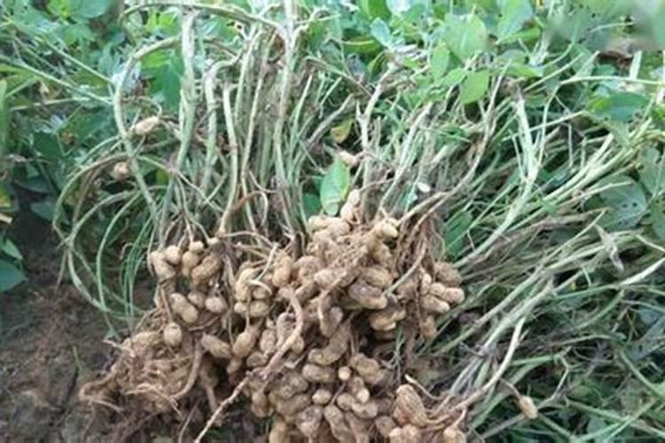 花生后期追肥使用什么肥料