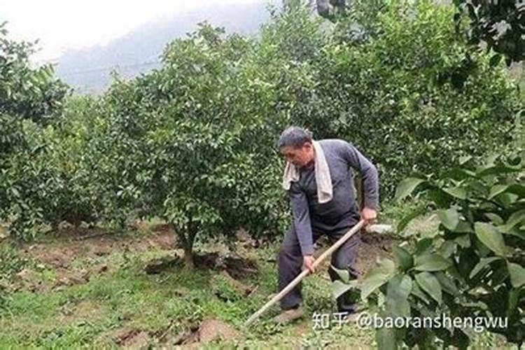 果树促花用什么叶面肥好？