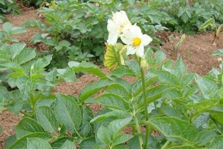 种植马铃薯怎样喷施叶面肥？马铃薯什么时候要喷施叶面肥？