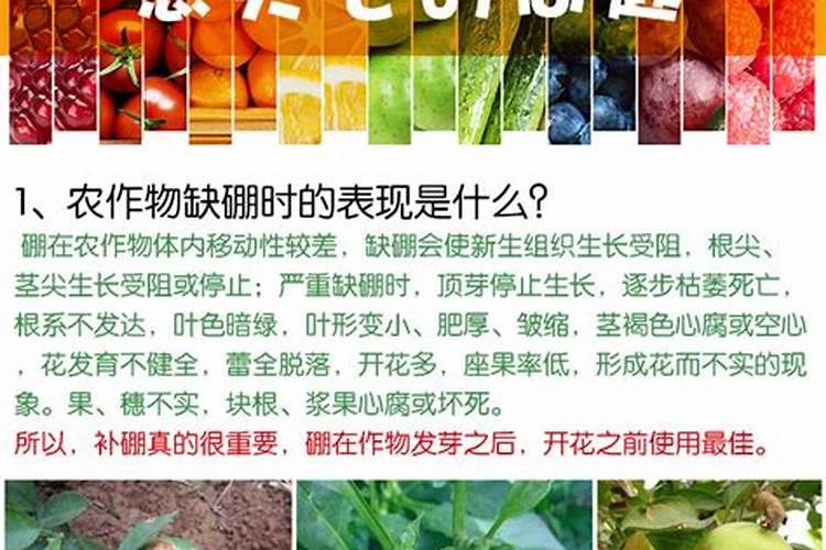 网上买的玫瑰苗怎么种？红色妖姬的花苗