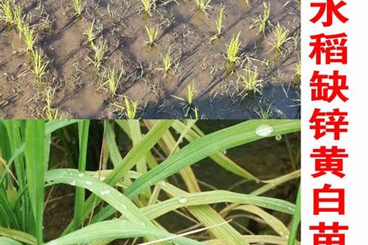 大豆喷施锌肥对结荚数的影响 会不会增产