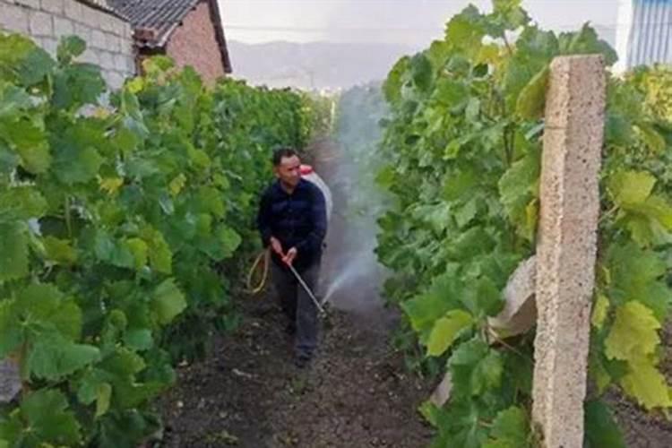 芸苔素能解肥害