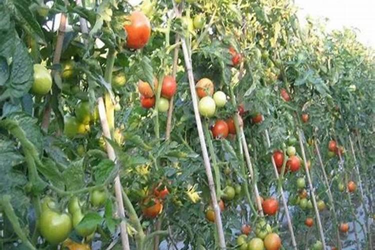 西红柿需要肥料的比例是多少？西红柿后期需要高钾肥？