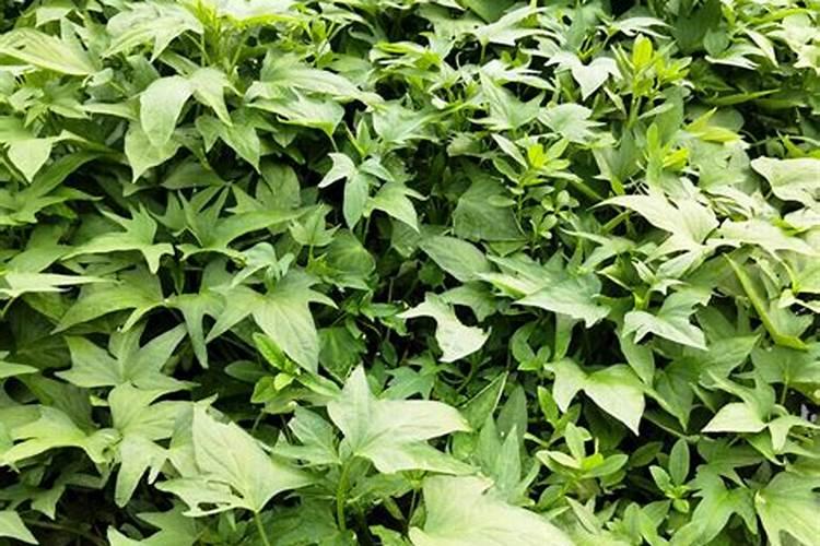 红薯栽种方法与时间