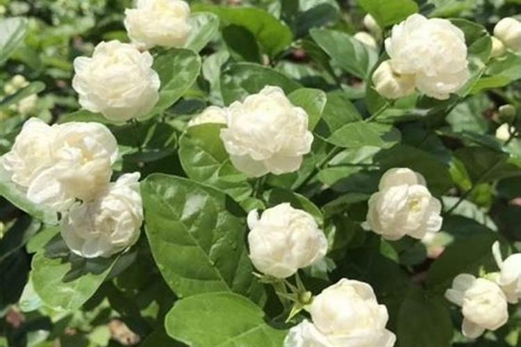 虎头茉莉怎么施肥