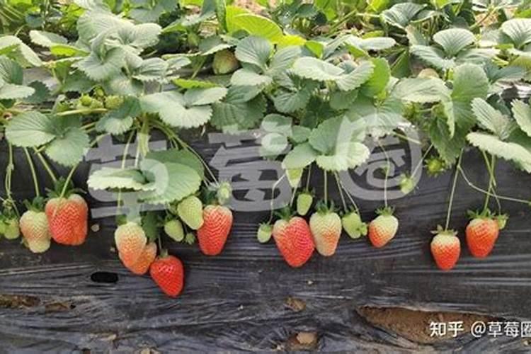 草莓苗种植多久能施肥草莓苗什么时候施肥