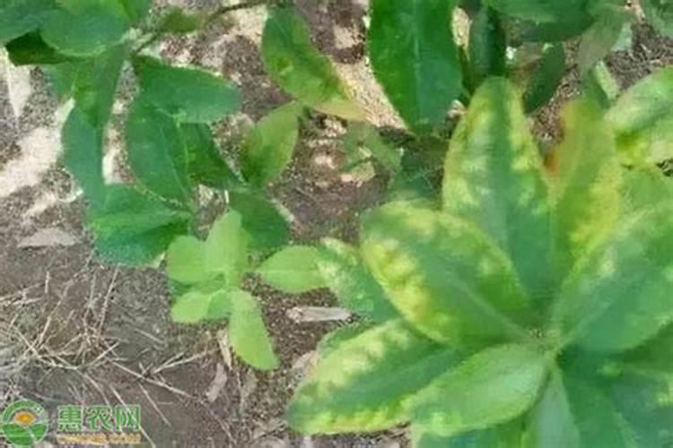 花草的叶子黄了怎么办