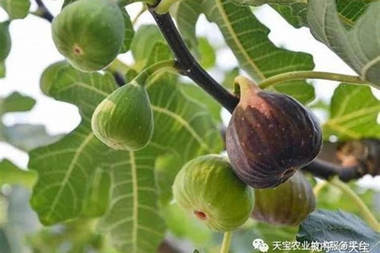 无花果施什么肥好