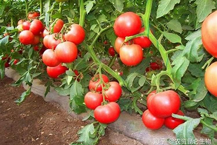 番茄对于肥料的需求量大吗？应该怎样去施肥？
