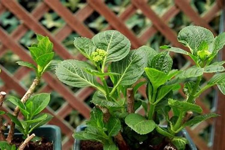 绣球为什么花苞没开就焦了,绣球有花苞了该怎么施肥