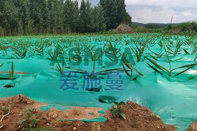 生姜提苗用什么水溶肥