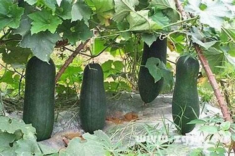 种冬瓜用什么肥料最好