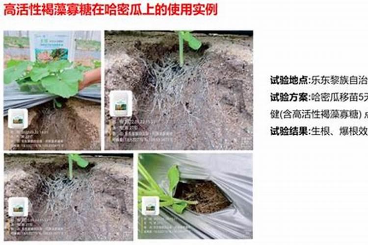葡萄污染了果面怎么处理