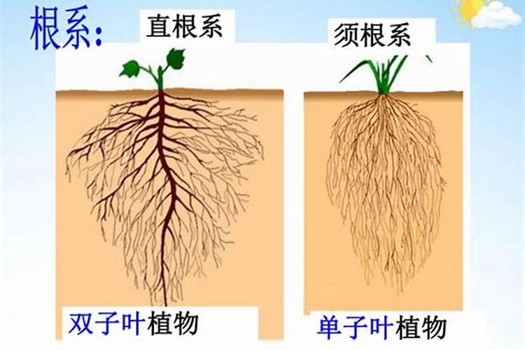 植物吸收微量元素的形式