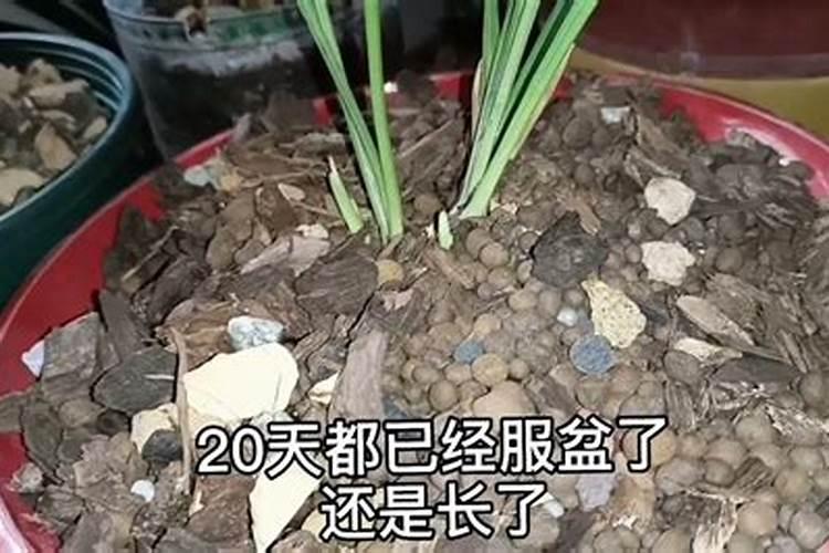 兰菌王的正确使用方法