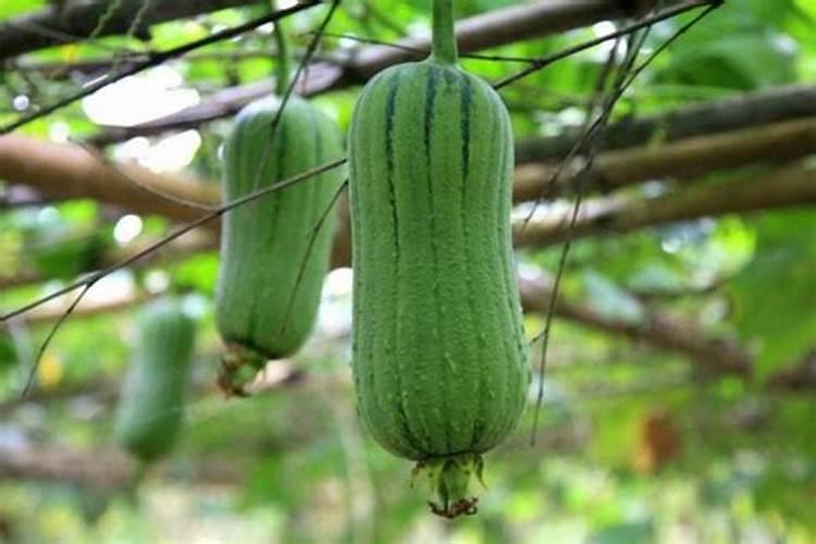 丝瓜种植多少天施肥