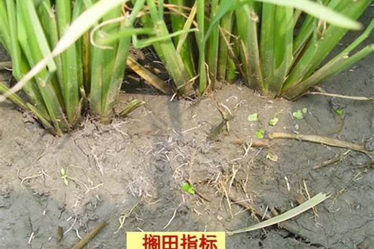 种植水稻,施用氮肥过多了有什么后果？水稻施用氮肥的技术