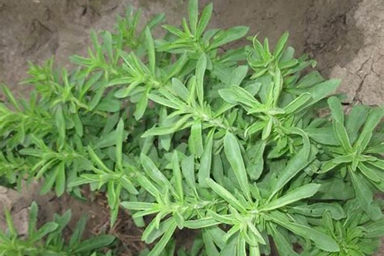 甜叶菊的病虫害有哪些？