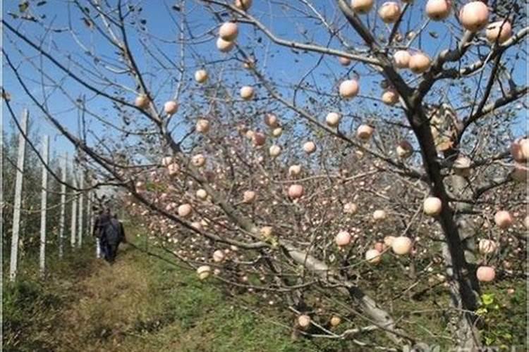 美国八号苹果栽培要点