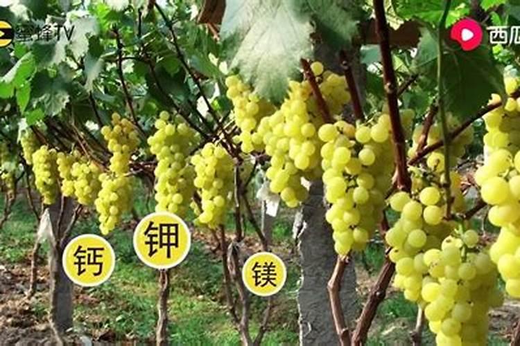 钾肥在果树上用过量了怎么办？