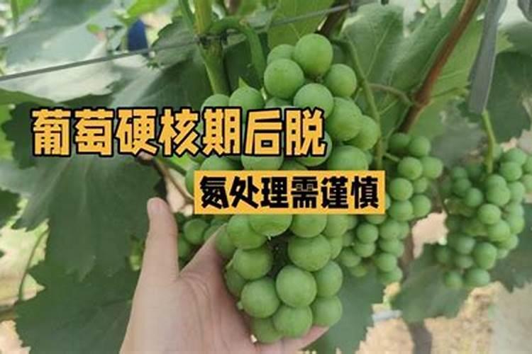 葡萄硬核期的施肥管理