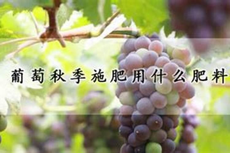 葡萄用什么肥料好